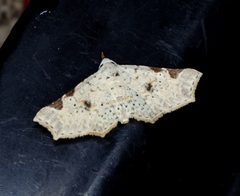 Prolophota trigonifera