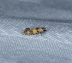 Promalactis lobatifera