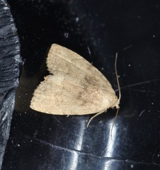Anachrostis