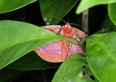 Hypopyra vespertilio