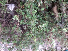 Xanthosia stellata