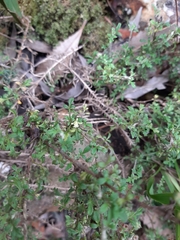 Xanthosia stellata