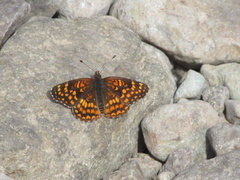 Chlosyne gabbii atrifasciata