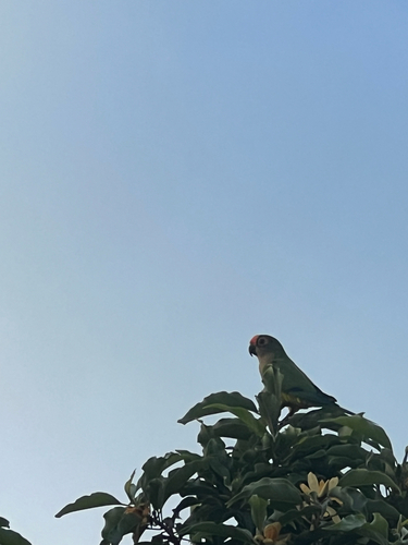 Peach-fronted Parakeet