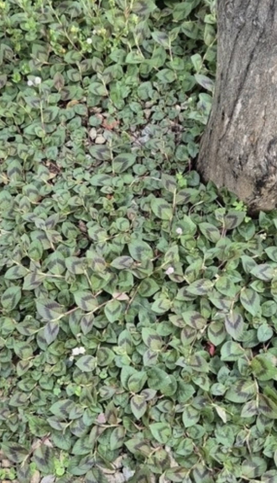 Persicaria capitata