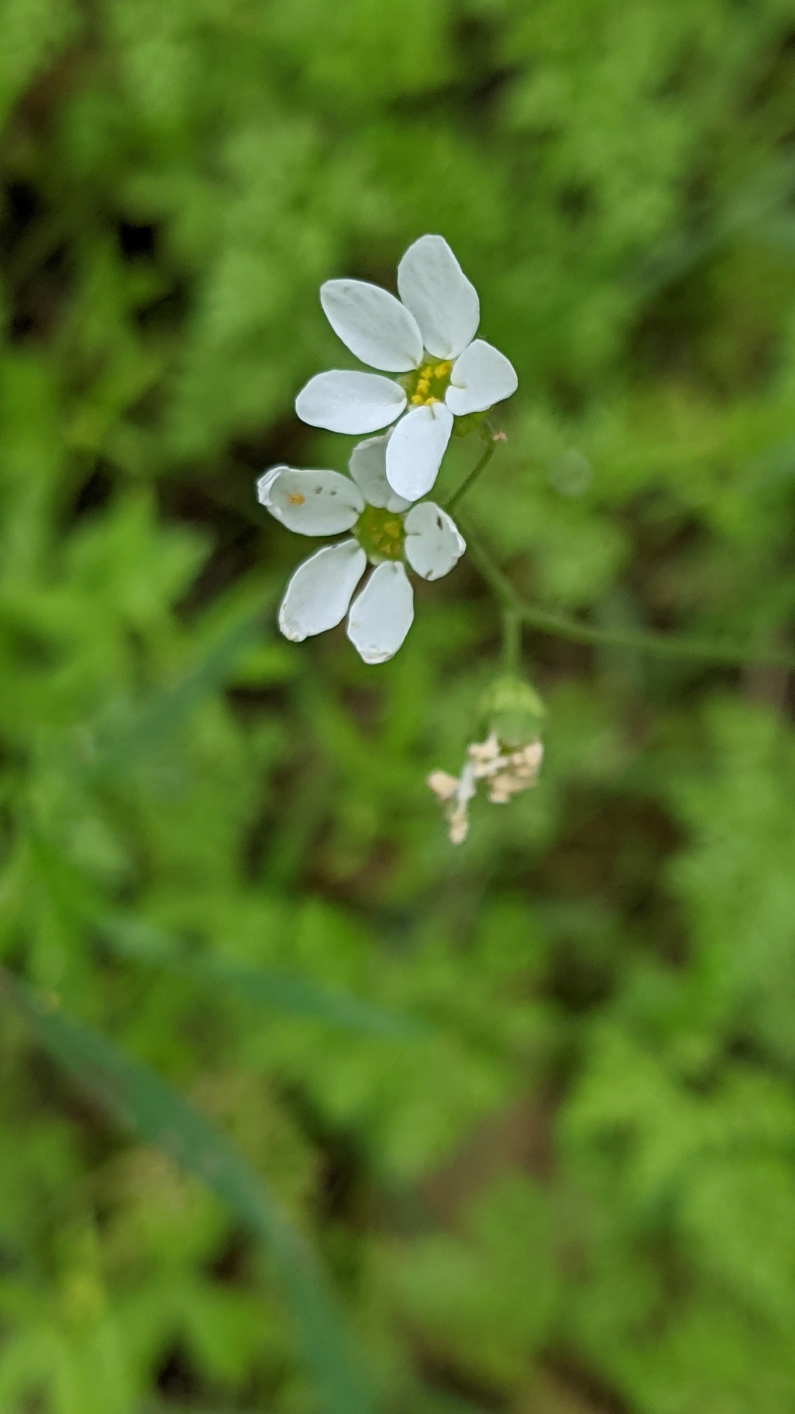 Mission Woodland Star (Lithophragma cymbalaria)