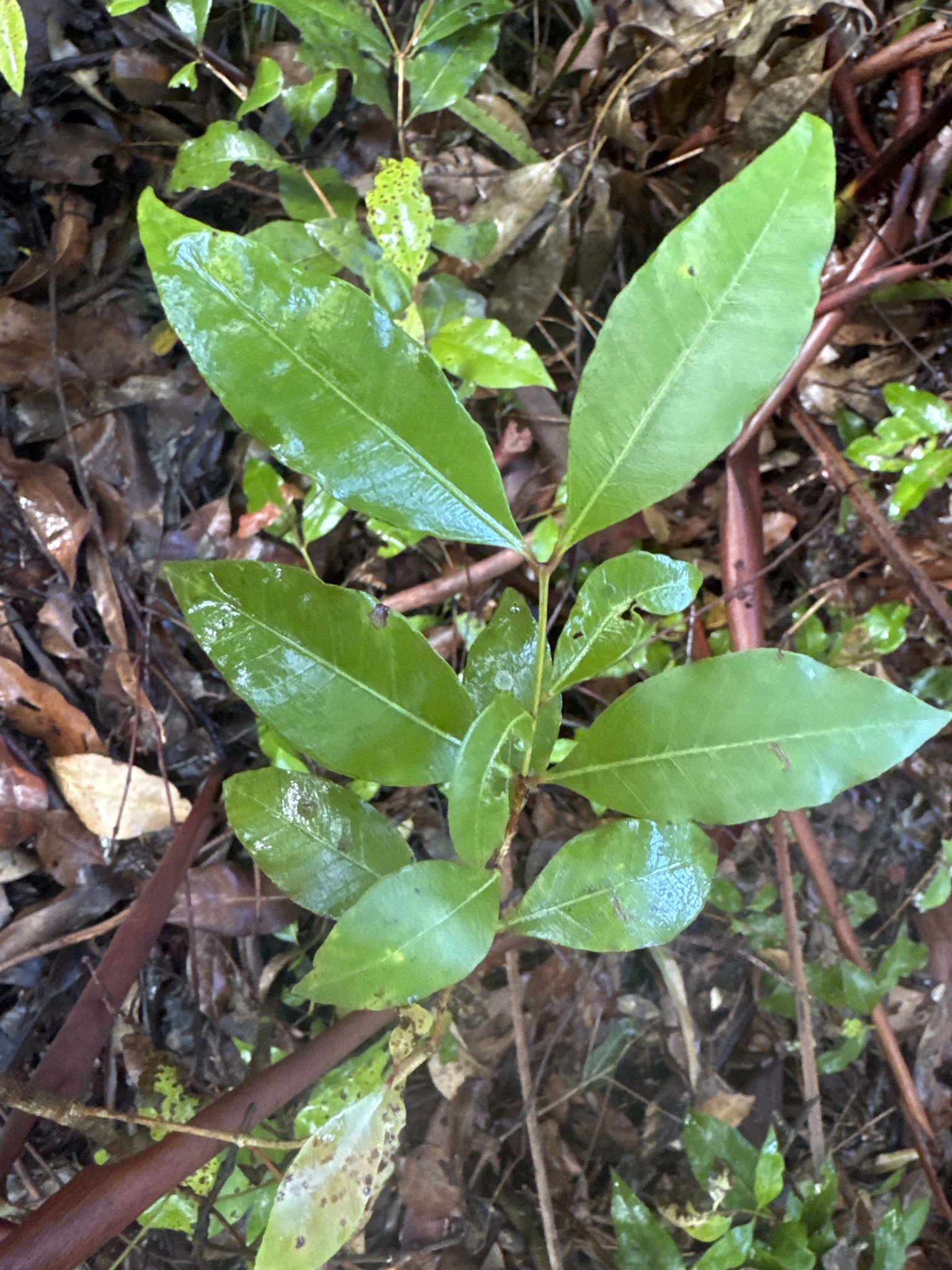 Photo by deattard via iNaturalist (Copyright deattard)