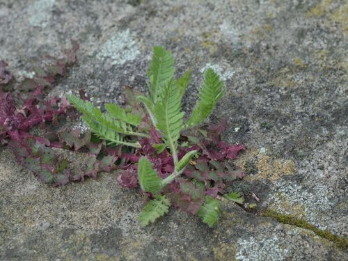 Fern-leaf Yarrow (Achillea filipendulina)