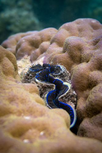Tridacna maxima