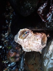 Austromegabalanus psittacus