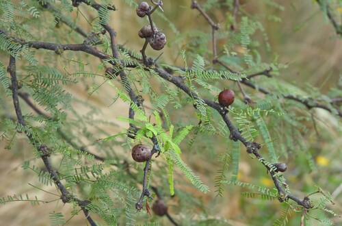 calden (Neltuma caldenia)
