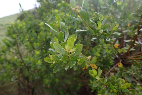 iNaturalist observation photo of coyote brush