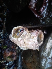 Austromegabalanus psittacus