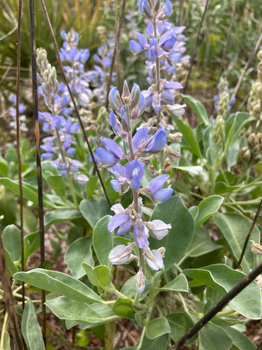 Sandhill Lupine (Lupinus cumulicola)