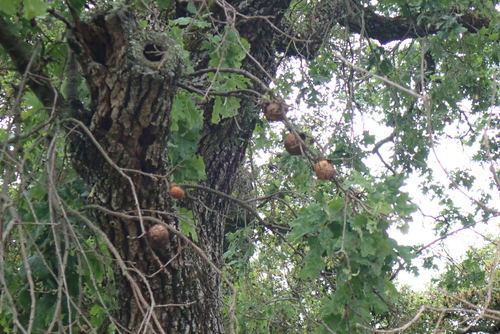 iNaturalist observation photo of California Gall Wasp
