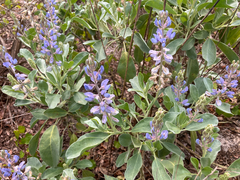 Lupinus cumulicola, photograph author not stated, no rights reserved