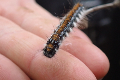 iNaturalist observation photo of Pacific Tent Caterpillar