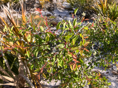 author not stated, no rights reserved Prunus geniculata, photograph author not stated, no rights reserved