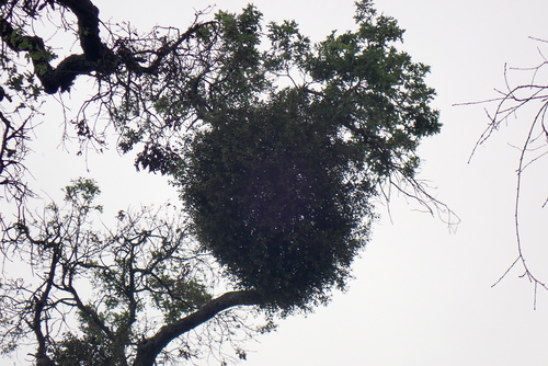 iNaturalist observation photo of oak mistletoe