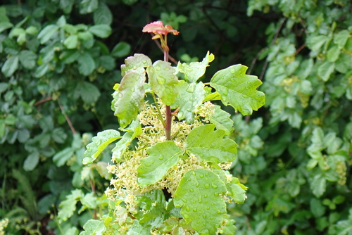 iNaturalist observation photo of Pacific poison oak