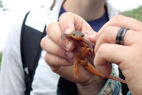 iNaturalist observation photo of California Newt