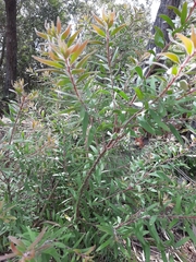 Persoonia lanceolata
