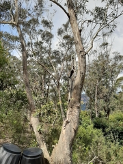 Eucalyptus piperita