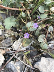 Gilia cana