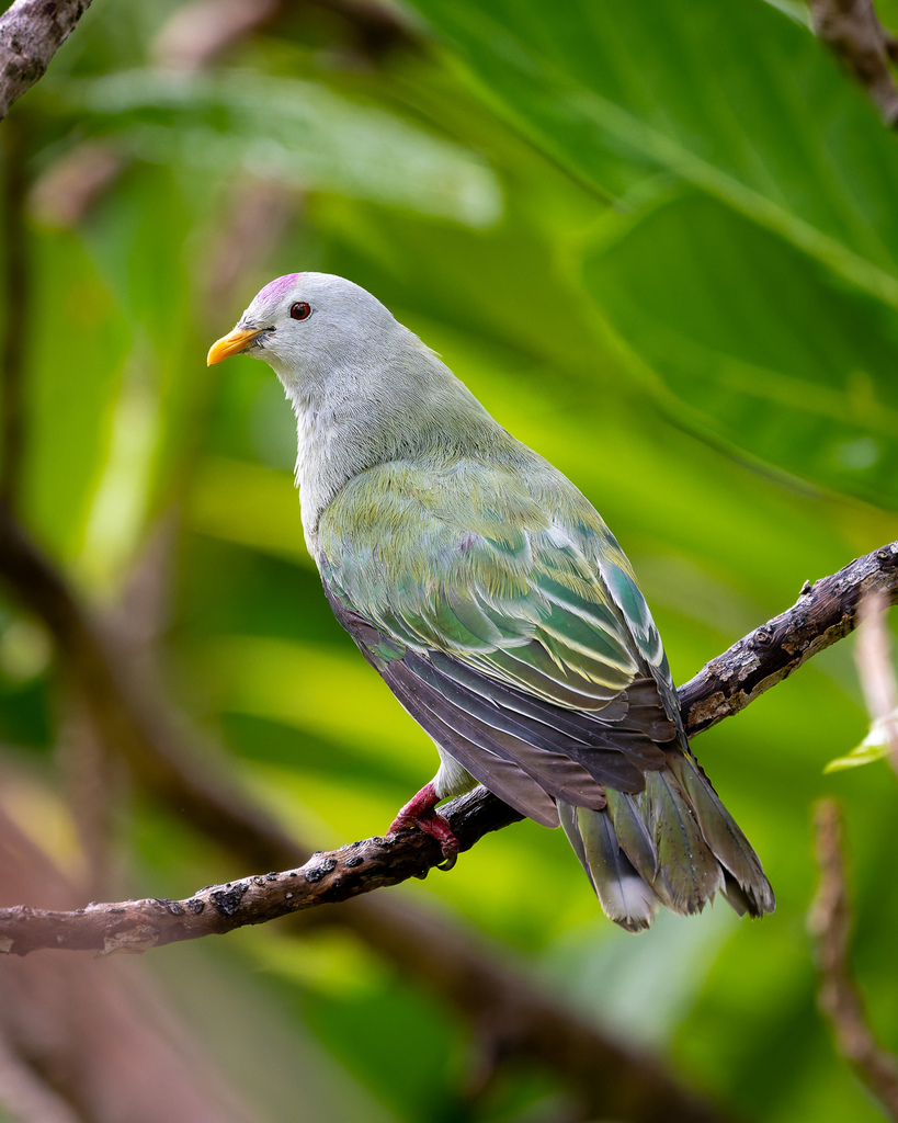Atoll Fruit Dove