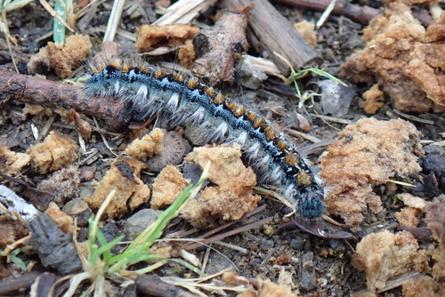 iNaturalist observation photo of Pacific Tent Caterpillar