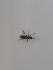 Bibio articulatus
