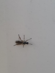 Bibio articulatus