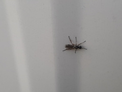 Bibio articulatus
