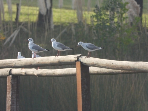 iNaturalist: (c) Andrea Talone Rìo, some rights reserved (CC BY-NC), uploaded by Andrea Talone Rìo iNaturalist image