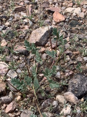Erodium texanum
