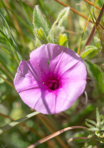 Leafy Morning Glory (Ipomoea crassipes)