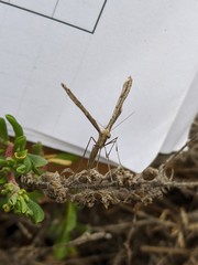 Agdistis americana