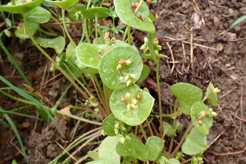 iNaturalist observation photo of miner's lettuce