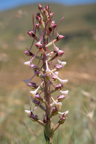 Tailsup Disa (Disa cooperi)