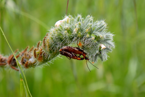 iNaturalist observation photo of Dichelotarsus