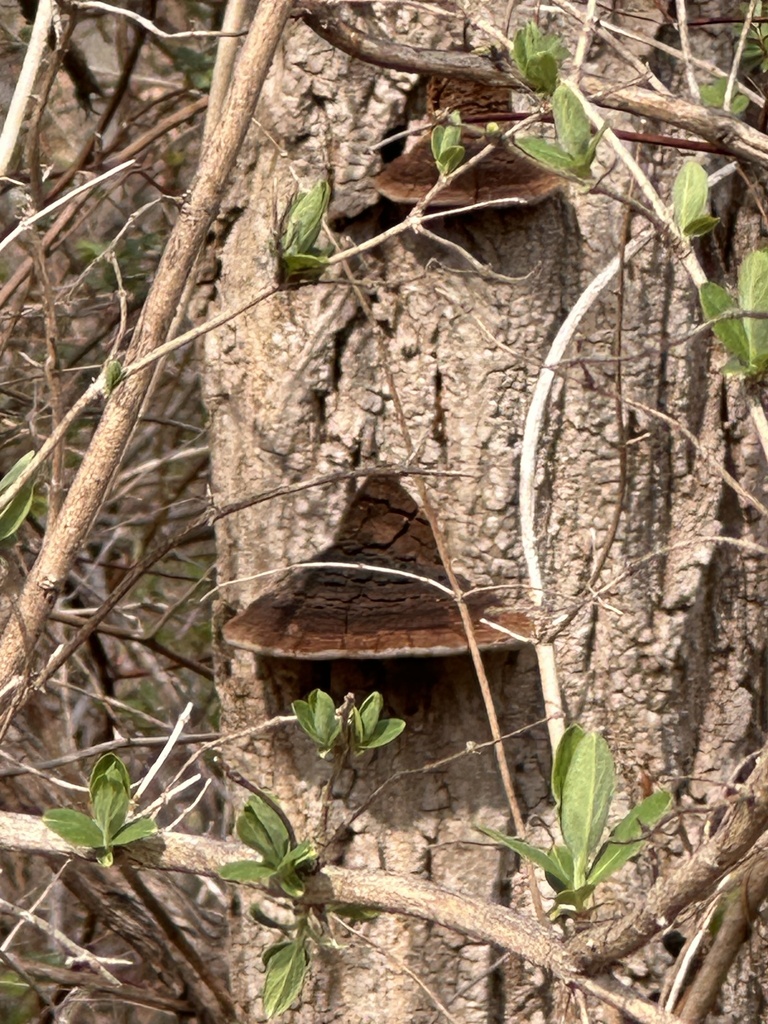 Fulvifomes robiniae · March 2026 · photo: © gwt2102 (iNaturalist, cc-by-nc)