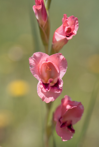 thick-leaved gladiolus (Gladiolus crassifolius)