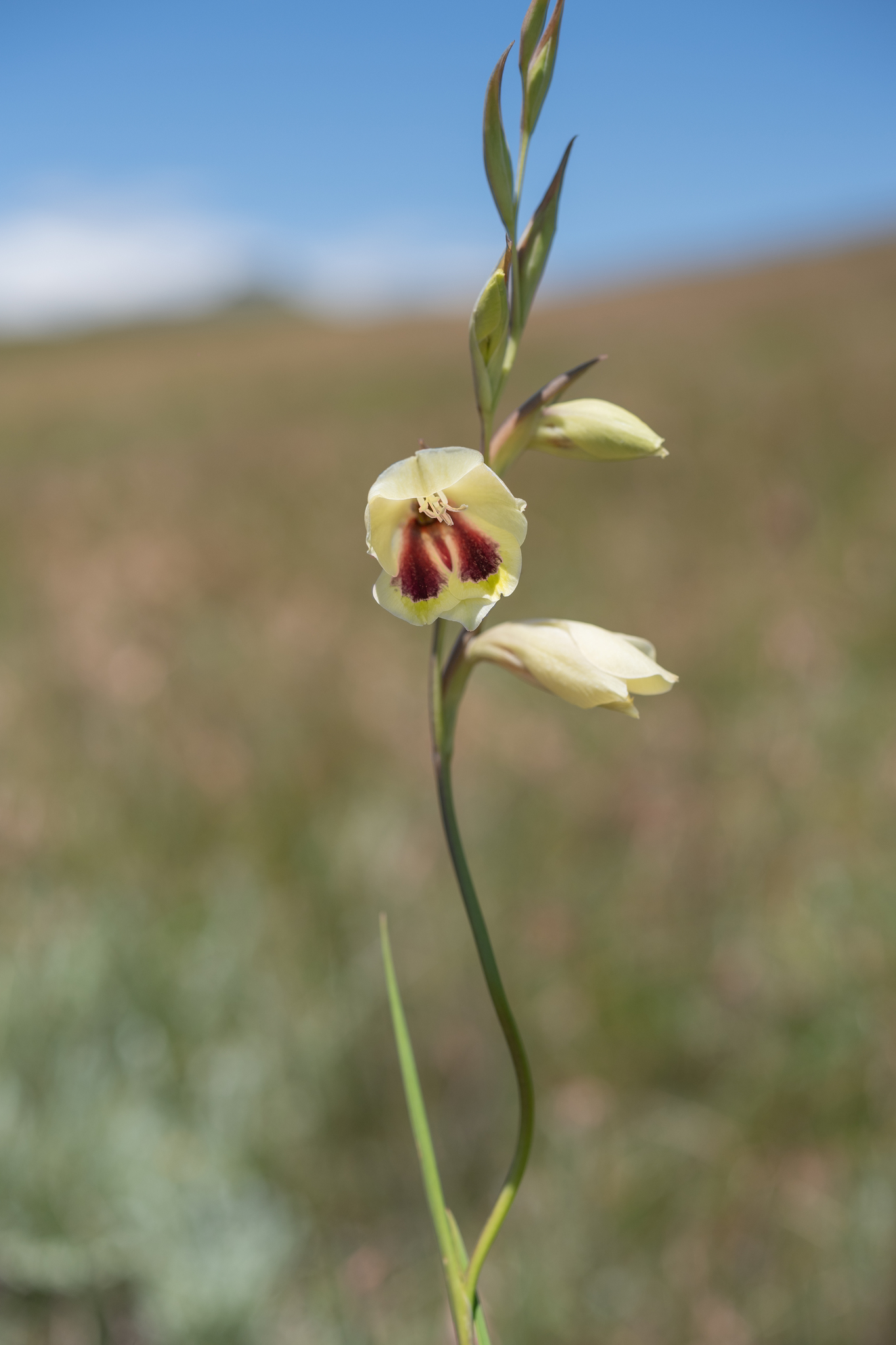Goldblotch Gladiolus (Gladiolus papilio)