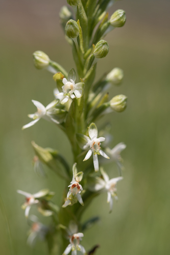 Death Orchid (Habenaria dives)