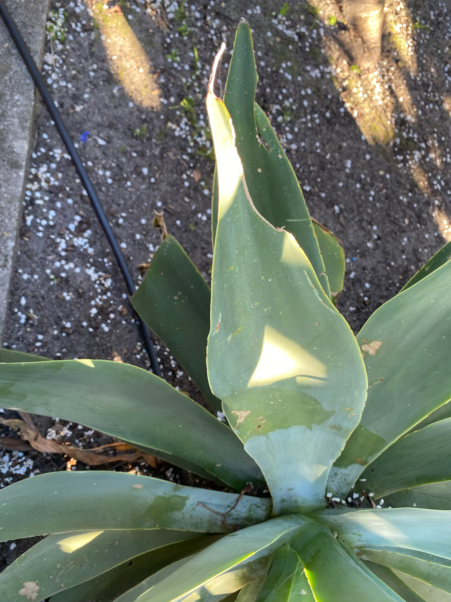 Imagem de Agave-dragão