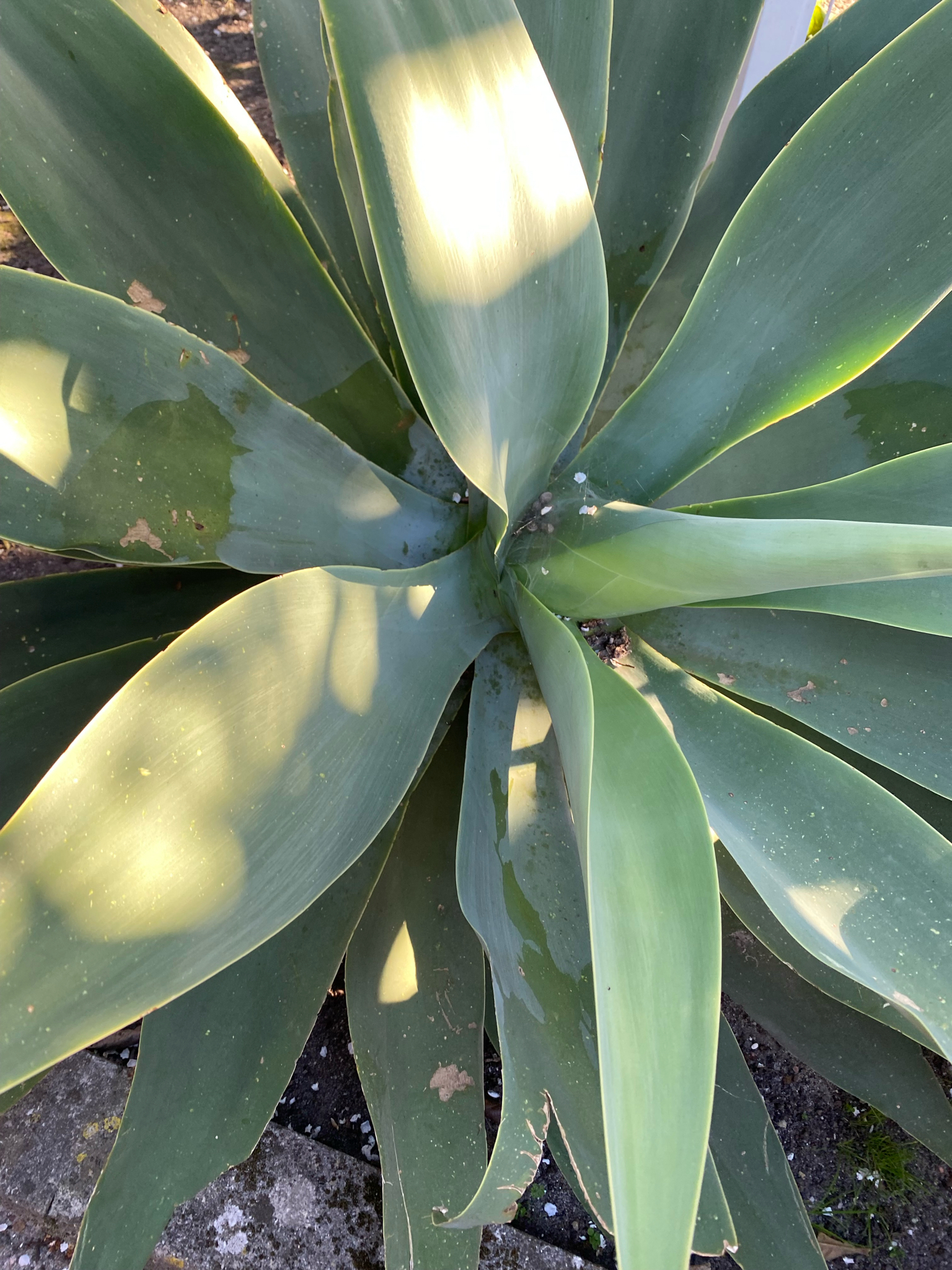 Imagem de Agave-dragão