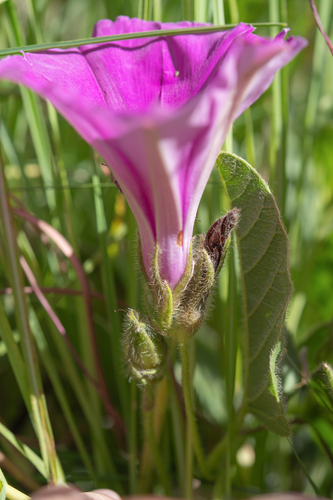 Boqo Morning Glory (Ipomoea oblongata)