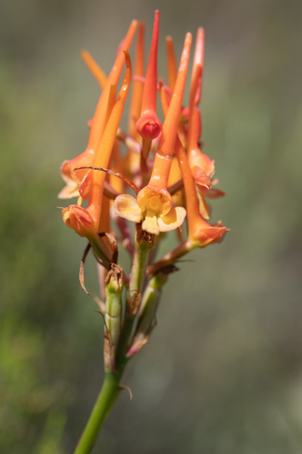 Rocket Orchid (Disa porrecta)