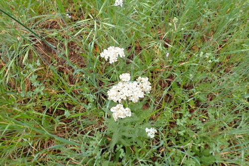 iNaturalist observation photo of yarrows