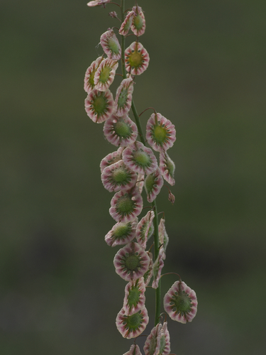 sand fringepod (Thysanocarpus curvipes)